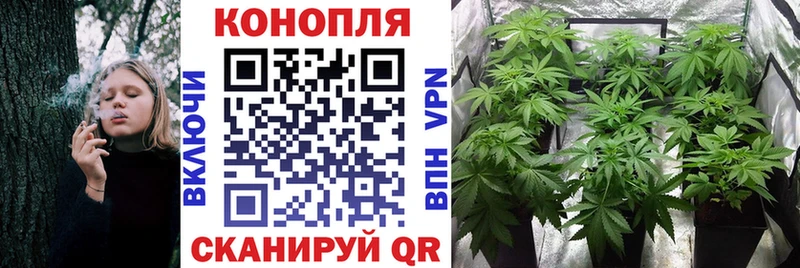 omg ТОР  Жуковка  Конопля планчик 